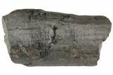 Pennsylvanian Fossil Calamites (Horsetail) - Alabama #115346-1